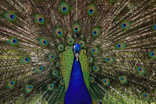 Peacock - Cape May County Zoo